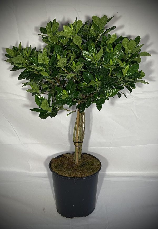 8" Gardenia Std/Topiary