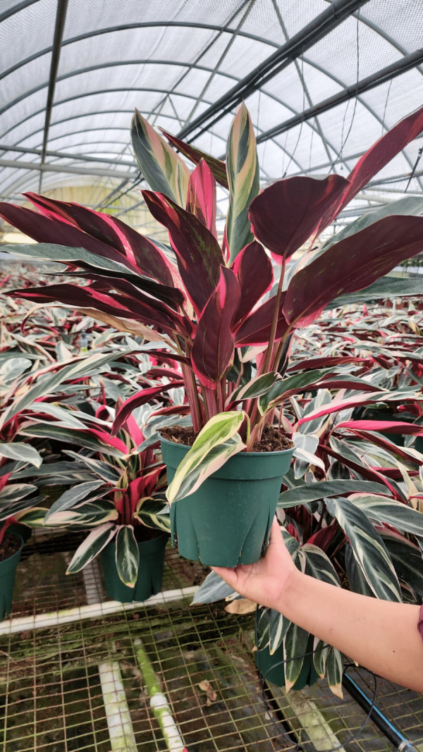 8" Calathea Stromanthe Triostar