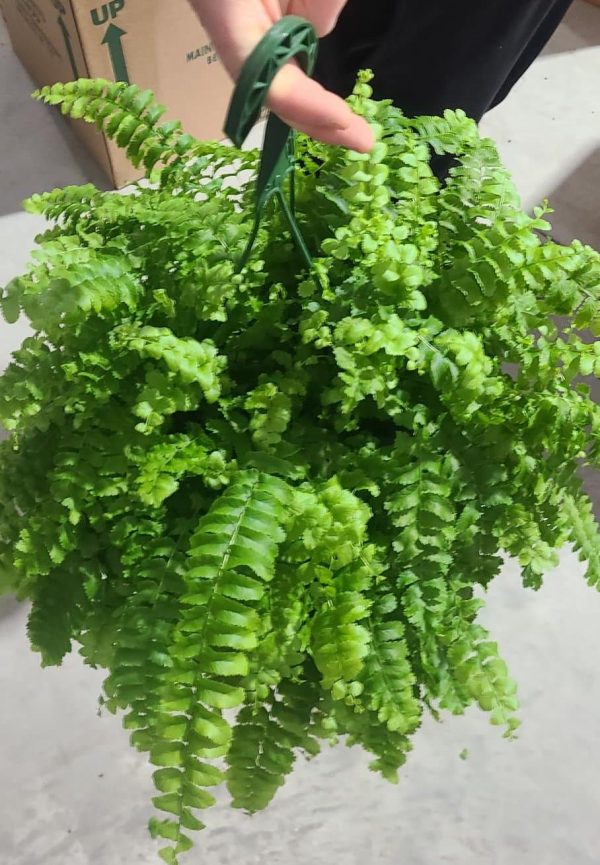 8" Fern Dallas HB
