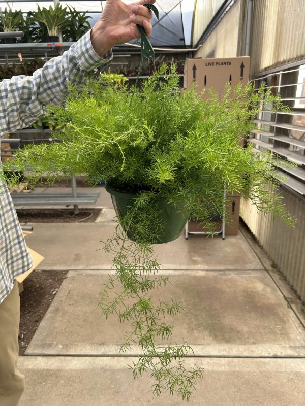 10" Fern Asparagus Springerii HB (P)