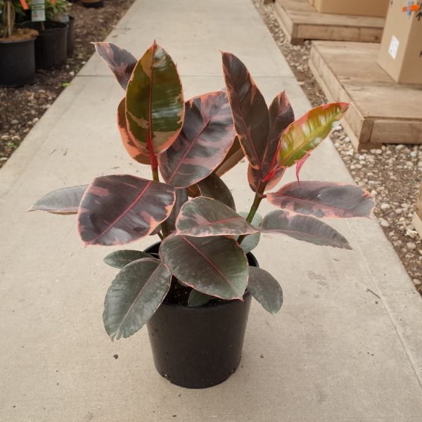 8" Ficus Ruby Bush