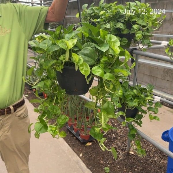 8" Pothos Global Green HB