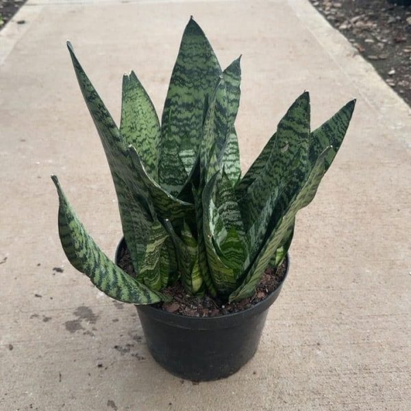 8" Sans Superba Zeylanica (Robusta)