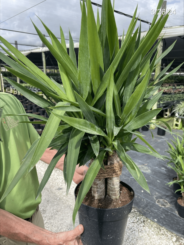 8" Yucca Cane 3ppp