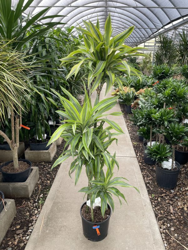 12" Drac Gold Star/Lemon Lime Cane C/B 5-6'
