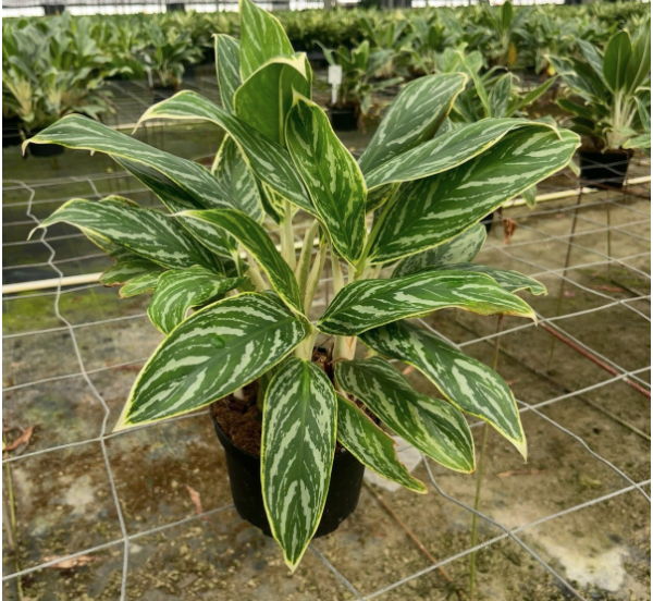 6" Ag White Tip