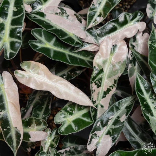 2.5" Alocasia 'Bambino' Pink VAR (RPF)