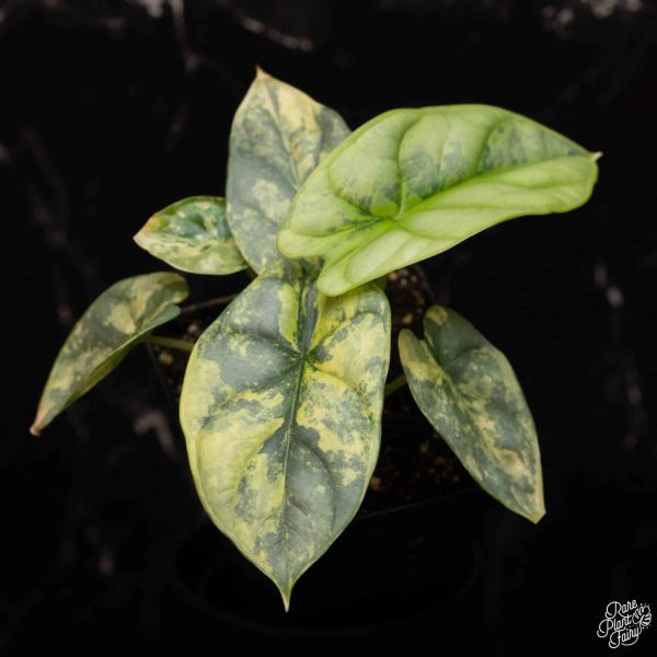 2.5" Alocasia 'Silver Dragon' VAR (RPF)