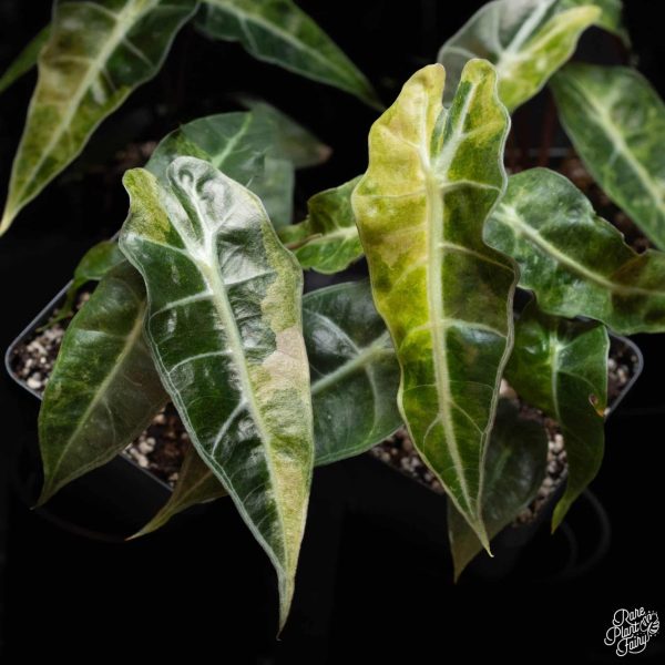 2.5" Alocasia 'Polly' Aurea VAR (RPF)