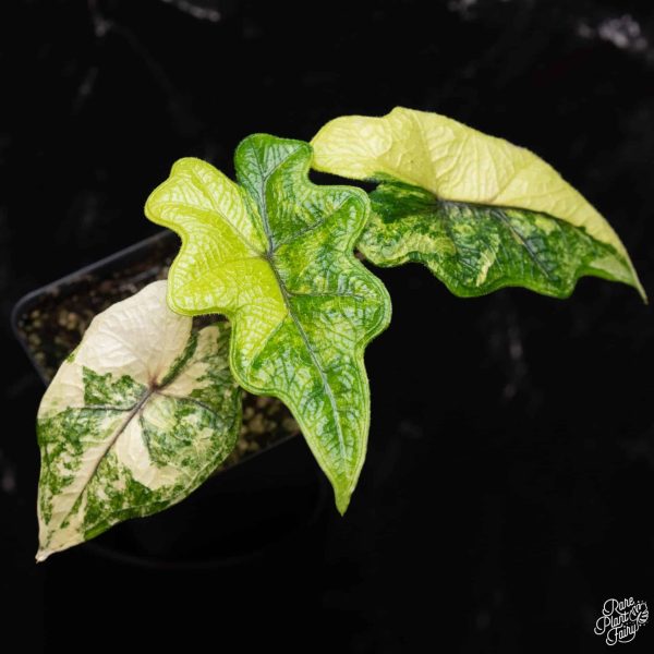 2.5" Alocasia Tandurusa VAR (RPF)
