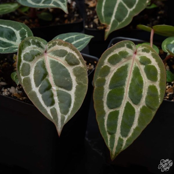 3.25" Anthurium Michelle '11' x  Home, Sweet Home '32' by DocBlock® (RPF)