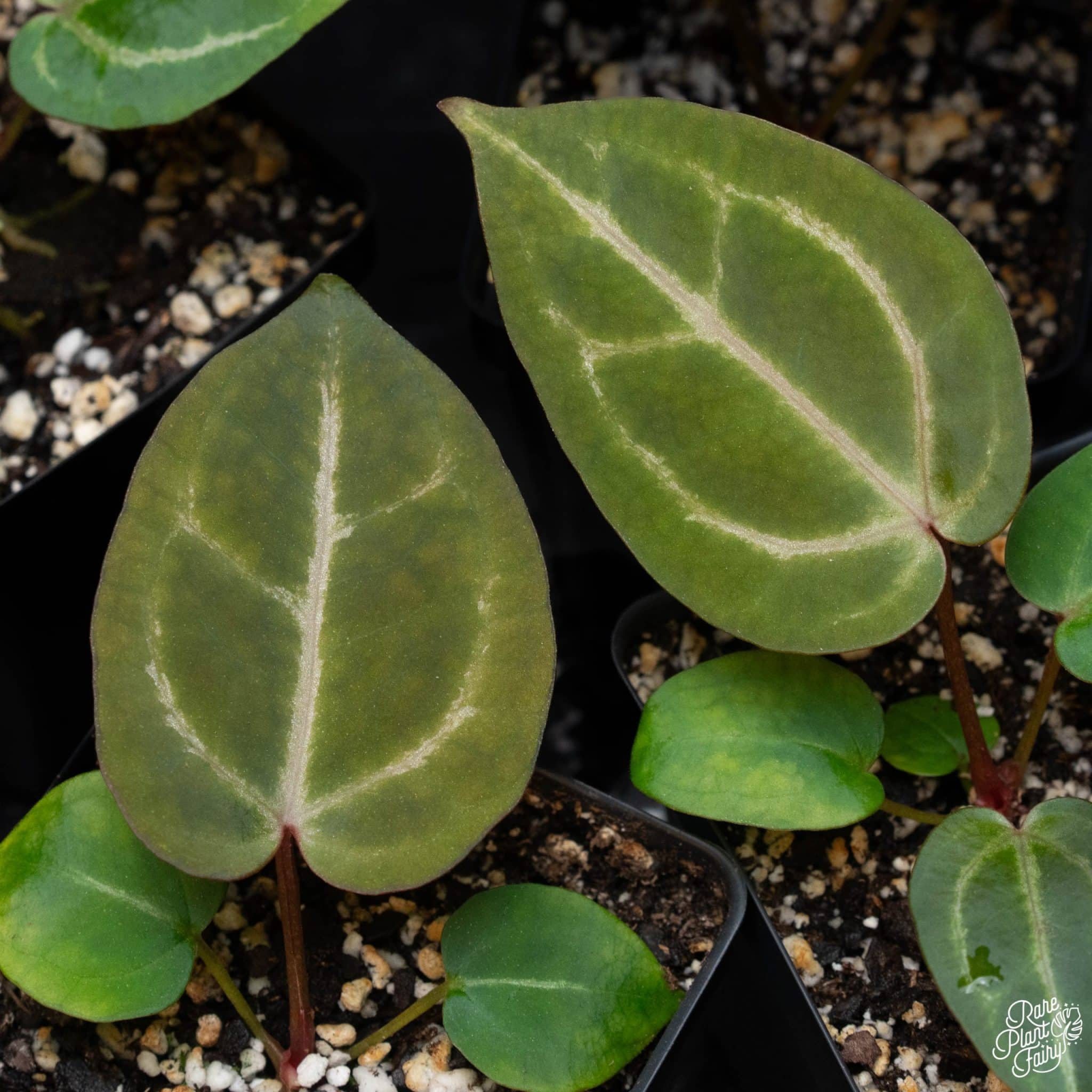 3.25 Anthurium Orange '26' x DocBlock Crystal Red '12' by DocBlock (RPF)   Tri State Foliage