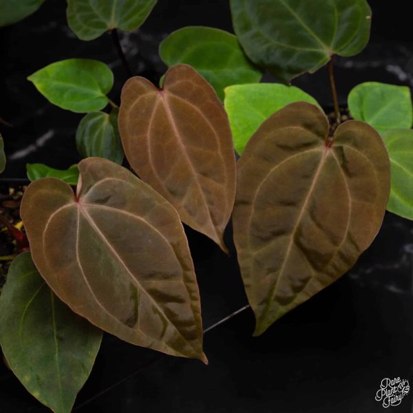 3.25" Anthurium Red Crystallinum (purple emergent leaves) x Antolakii (RPF)