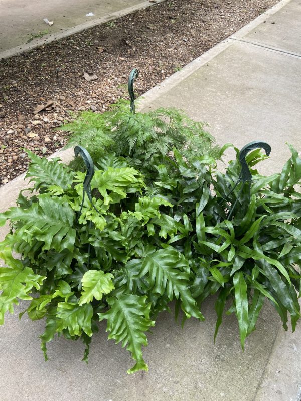 8" Fern Footed Asst HB