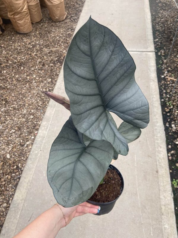 6" Alocasia Reginae (Silver Velvet)