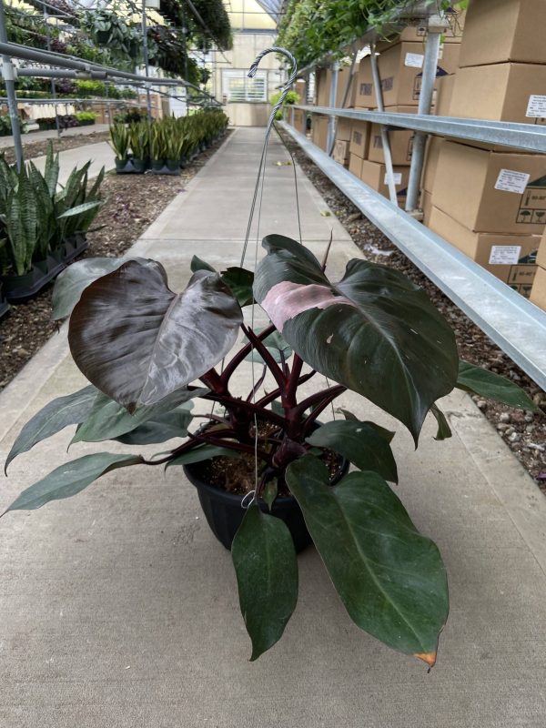 10″ Philo Pink Princess HB – Tri State Foliage