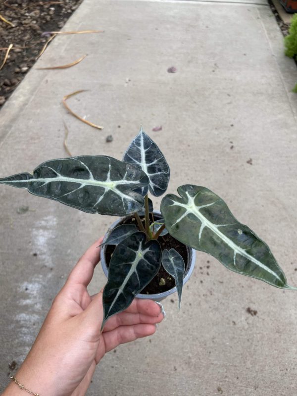 4" Alocasia Bambino (OPT)