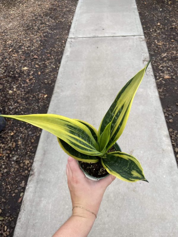 4" Sans Flame