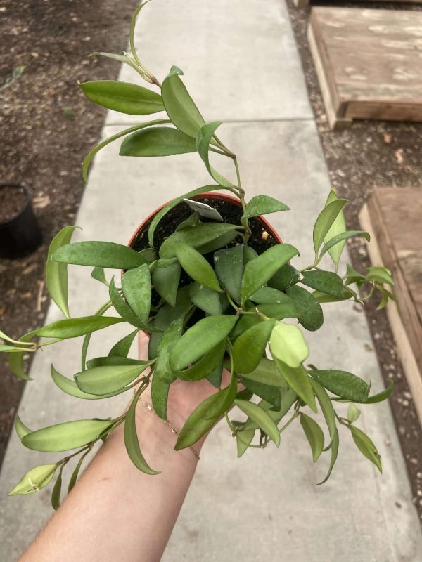 4" Hoya Rosita