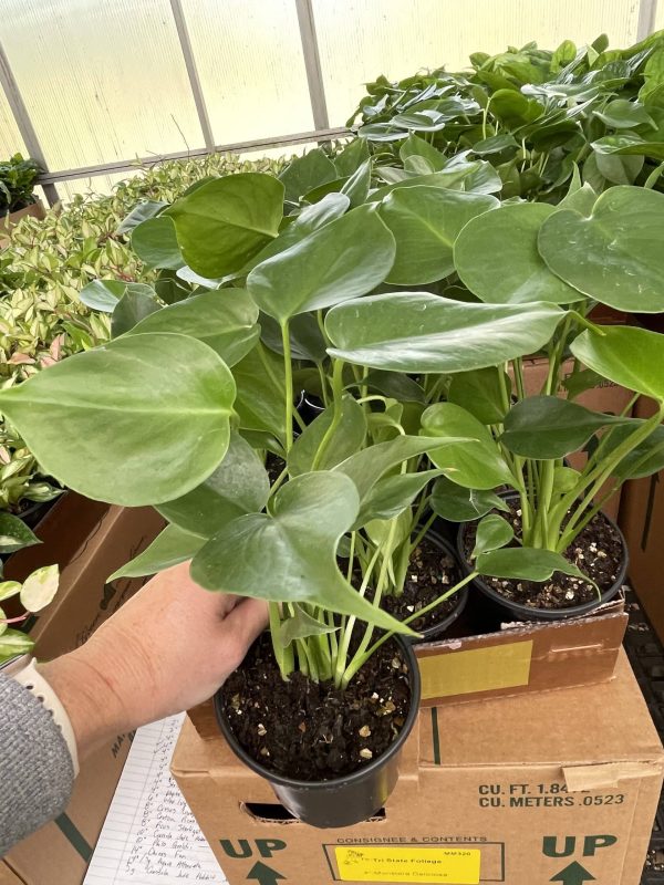 4" Philo Monstera Deliciosa