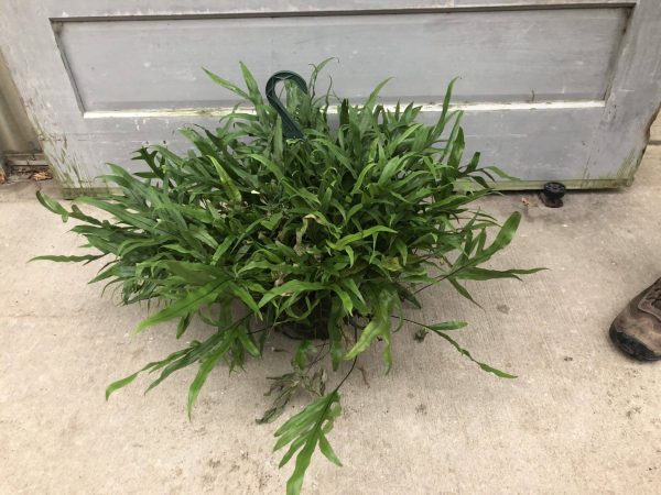 8" Fern Kangaroo HB