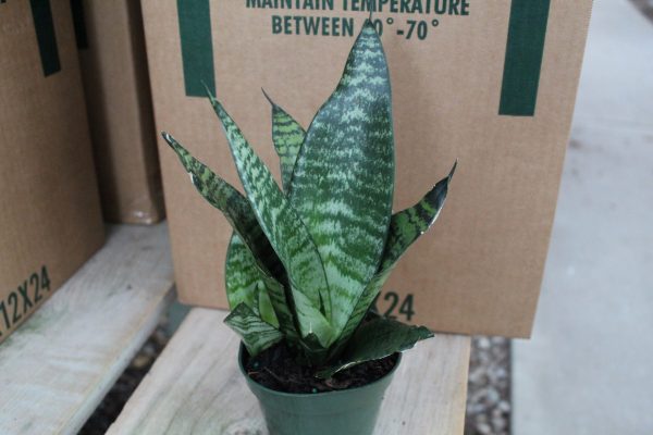 4" Sans Superba Zeylanica