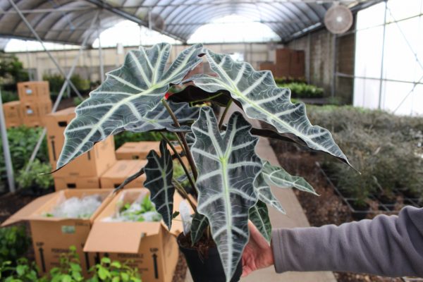 6" Alocasia Polly