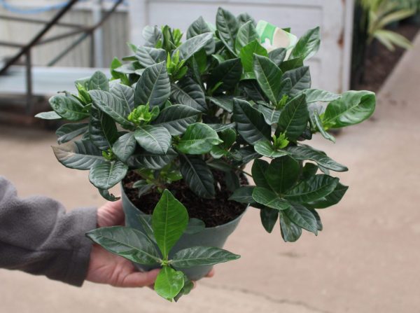 6" Gardenia Bush