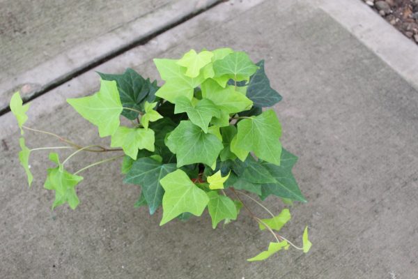 6" Ivy Algerian Neon/Lemon
