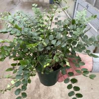 4" Fern Button FL