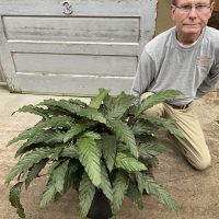 10" Calathea Rufibarbara