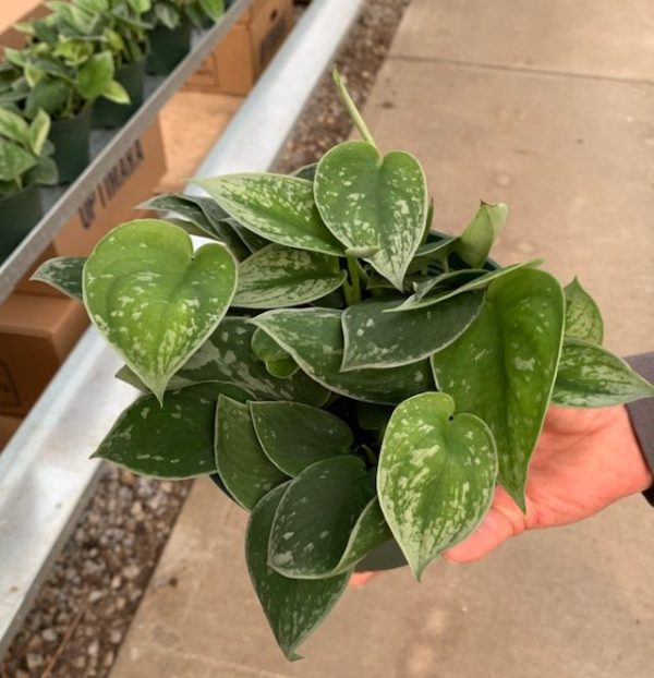 6" Scindapsus Silver Ann / Picta