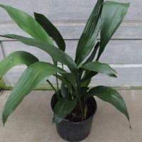 10" Aspidistra Green