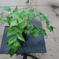 4" Fern Japanese Holly