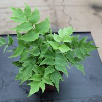 4â€³ Fern Hardy Holly