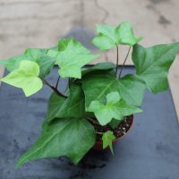 4" Ivy Algerian Green