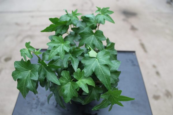 4" Ivy Green English
