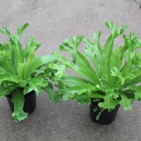 4" Fern Leslie Birdsnest