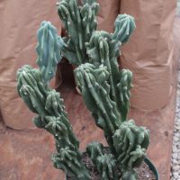 10" Cactus Cereus Monstrosis