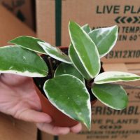 4" hoya tri color