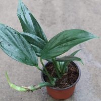 4" Rhaphidophora Dragon Tail