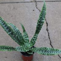 4" Cryptanthus Bonnita