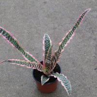 4" Cryptanthus Elaine