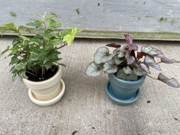 2" Tropical Foliage in Ceramic Pots (OPT)