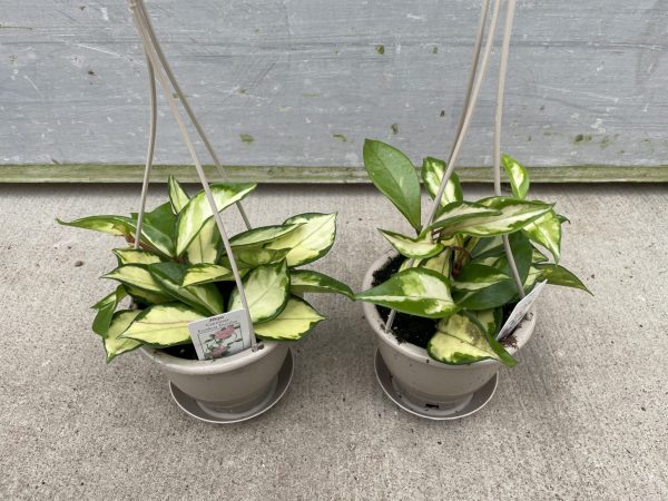 4.5" Hoya Tricolor HB
