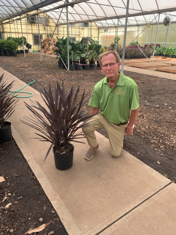 10" Cordyline Red Sensation 2ppp