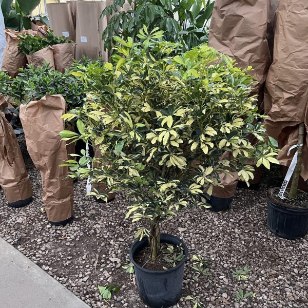 14" Scheff Arb Trinette Braid 6'