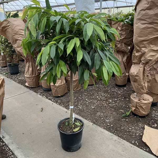 14" Ficus Amstel King Std