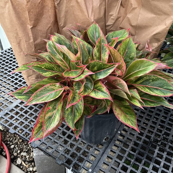 8" Ag Jasper Jones