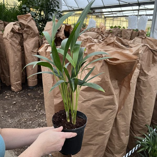 6" Palm Kentia 3ppp